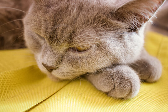 Cute cat resting on its paws, adorable british grey cat lying on a backpack, kitty looking at the camera, sleepy british shorthair cat