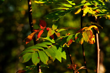 Rowan leaves on a tree in green and red tones. Falling leaves of rowan tree close up in sunbeams.