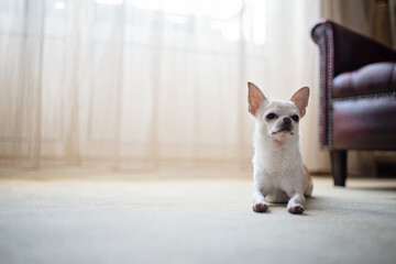 Small white cute Chihuahua dog lying on carpet inside bright luxurious room