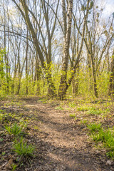 Fototapeta premium Lviv city spark in the early spring season