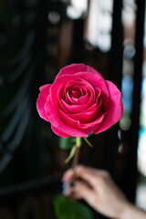 rose, pink floyd rose, white avalange rose