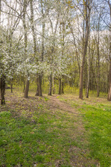 Lviv city spark in the early spring season