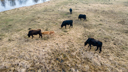 Fototapeta na wymiar Herd of wild cows in a meadow. Heck cattles in nature. Wildlife concept.