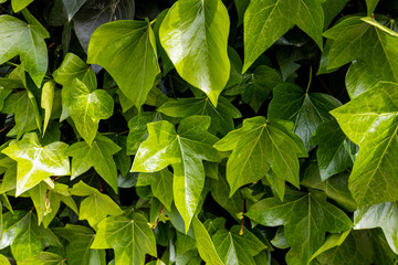  natural green background with creeper outdoors close-up