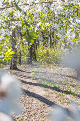 Fototapeta premium Lviv city spark in the early spring season