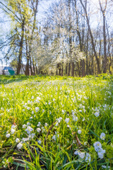 Obraz premium Lviv city spark in the early spring season