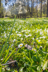 Obraz premium Lviv city spark in the early spring season