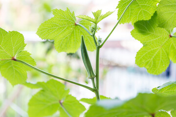 Okra vegetable on plant in farm. Okra plant growing in home garden. Okra flower