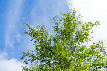 夏の空。木。エコイメージ。