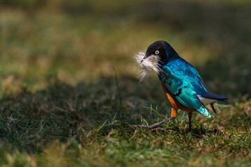 glossy starling bird with nesting material in its beak.