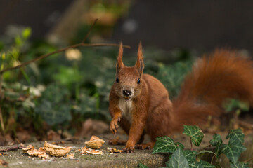 red squirrel