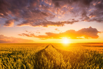 Sunset or sunrise on a wheat field with young green ears and a cloudy sky.