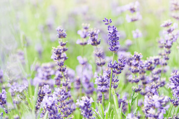 Lavender flower head close up. Bright green natural background.

