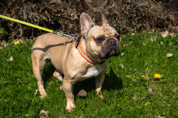 Fototapeta premium Pale brown French bulldog on stretched leash looking forward. Purebred light brown French Bulldog playing on green grass background. Funny Pet healthy cute cheerful and friendly walking outdoors.