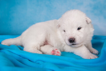 White fluffy small Samoyed puppy dog is sitting on blue