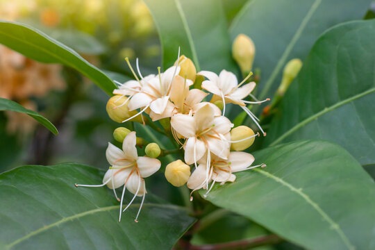 Anan or Fagraea fragrans Roxb bloom on tree in the garden with sunlight. Thai people call Kankrao is a Thai herb.