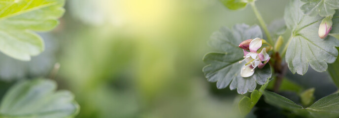  Blooming young gooseberry