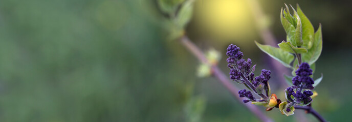 close-up of bud of lilac at early spring. close up of a young lilac (Syringa vulgaris) leaf