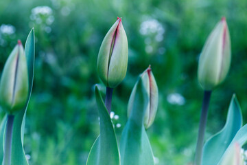 Tulip. Flower background. Flowers photo concept. Holidays photo concept.