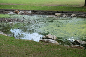 Fototapeta na wymiar FU 2020-06-11 Bonn 293 See mit vielen grünen Algen