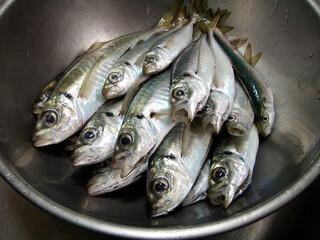 釣果　アジ　Japanese Horse Mackerel