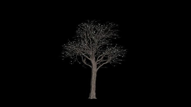Euro Currency Tree Timelapse Growing, Business Concept