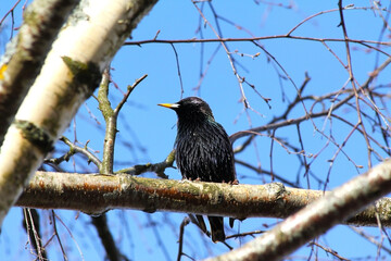 Beautiful starling with rainbow plumage sitting on a birch branch in springtime