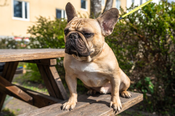 Beautiful adult french bulldog boy with big sad eyes. Portrait close up. Purebred light brown French Bulldog walking outdoors. Funny Pet healthy cute cheerful and friendly.