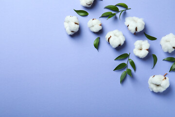 Cotton plant flowers and leaves on violet background
