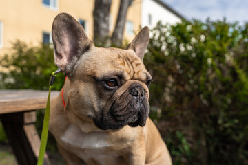 Fototapeta premium Beautiful adult french bulldog boy with big sad eyes. Portrait close up. Purebred light brown French Bulldog walking outdoors. Funny Pet healthy cute cheerful and friendly.