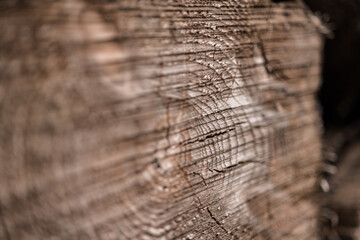 Fototapeta premium Baumstämme