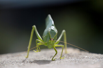 riesen Heuschrecke mit langen Fühlern von vorne