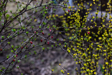 leaves in the wind