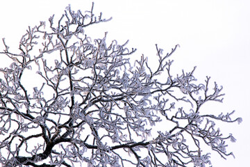 A maple branch covered with a thick layer of snow on a gray winter day