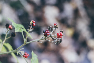 Brombeerstrauch im Winter