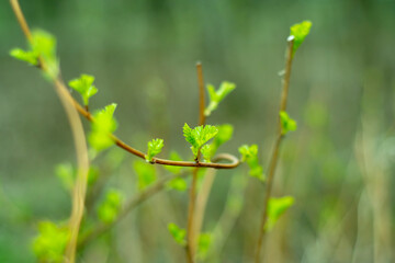 Light blurred background with bush branches. Green, spring background with blooming buds in soft focus.