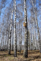 birdhouse in the spring on the birch