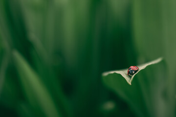 ladybird on a green leaf