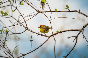 Palm Warbler on branch