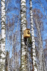  birdhouse and birch in the forest