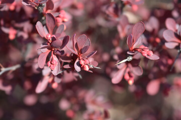 Purple Japanese barberry