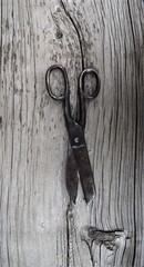 old scissors on a wooden background