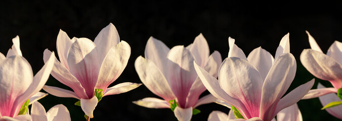 Magnolia tree branch with white purple blooming close up garden spring time on black background, floral nature dark moody. Tender pink flowers petals in sunlight Website design header banner wallpaper