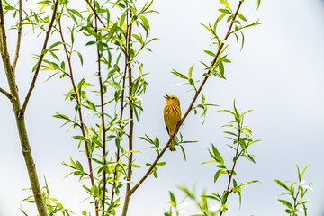Yellow Warbler bird on a branch