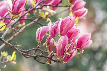 Obraz na płótnie Canvas Beautiful magnolia flowers in Spring garden