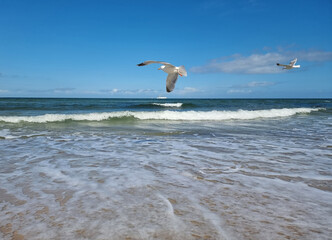 Möwen fliegen am Strand der Ostsee