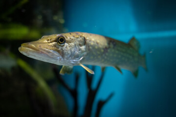 Pike in the river. Pike portrait. Underwater life.
