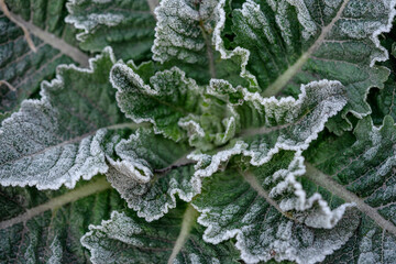 frozen flower