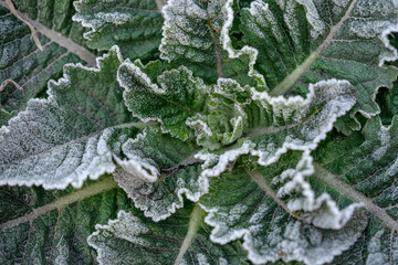 frozen flower