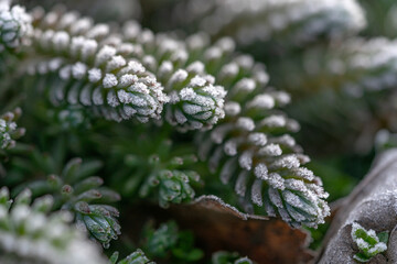 frozen flower